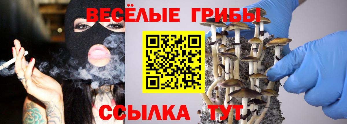Галлюциногенные грибы Psilocybine cubensis Солнечногорск